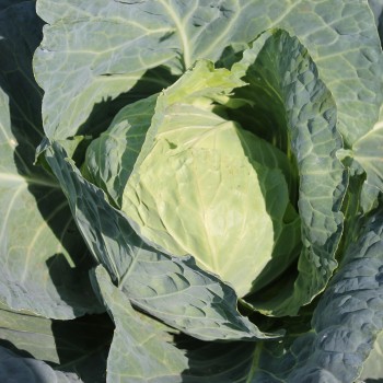 Weißkohl Glory of Enkhuizen (Samen)