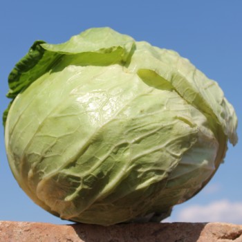 Weißkohl Glory of Enkhuizen (Samen)