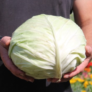 Weißkohl Glory of Enkhuizen (Samen)