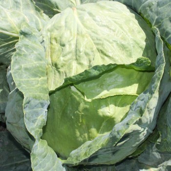 Weißkohl Glory of Enkhuizen (Samen)