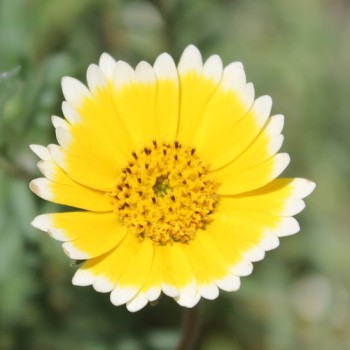 Weißspitzchen (Samen)