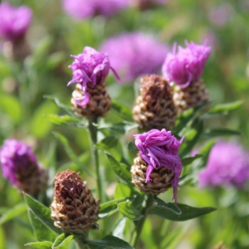 Wiesen-Flockenblume (Samen)