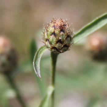 Wiesen-Flockenblume (Samen)