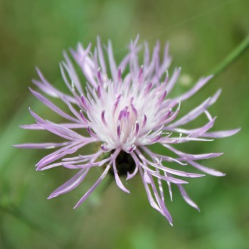 Wiesen-Flockenblume (Samen)