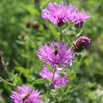 Wiesen-Flockenblume (Samen)