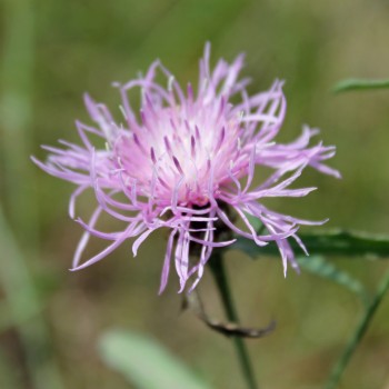 Wiesen-Flockenblume (Samen)