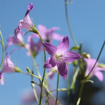 Wiesen-Glockenblume (Samen)