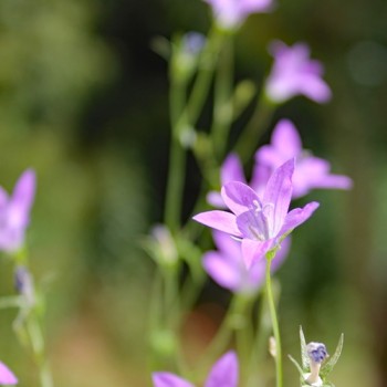 Wiesen-Glockenblume (Samen)