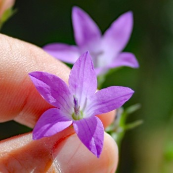 Wiesen-Glockenblume (Samen)