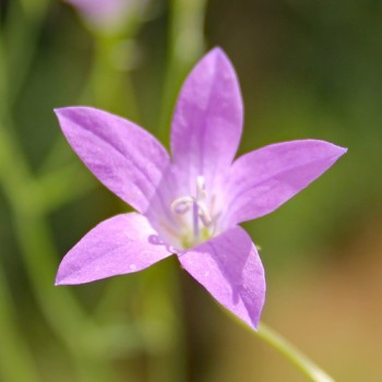 Wiesen-Glockenblume (Samen)