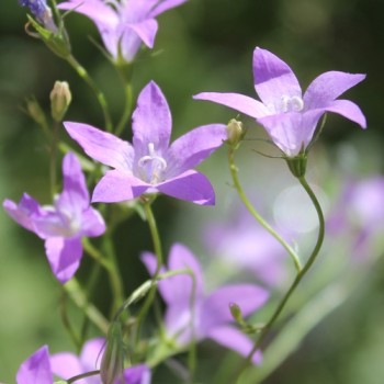 Wiesen-Glockenblume (Samen)