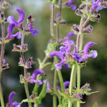 Wiesensalbei blau (Samen)