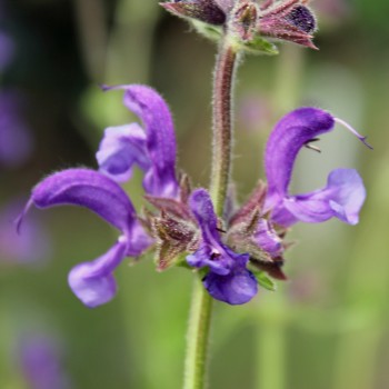 Wiesensalbei blau (Samen)