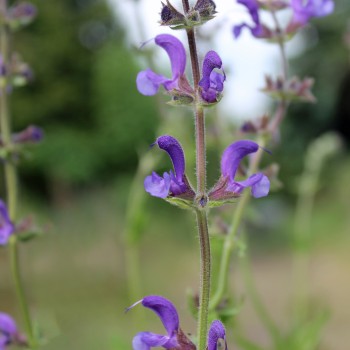 Wiesensalbei blau (Samen)