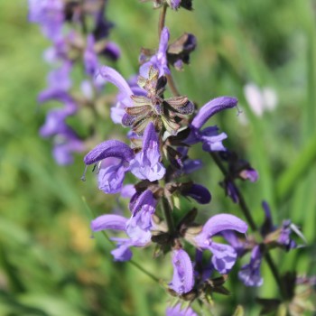 Wiesensalbei blau (Samen)