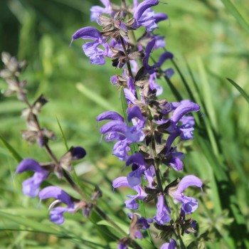 Wiesensalbei blau (Samen)