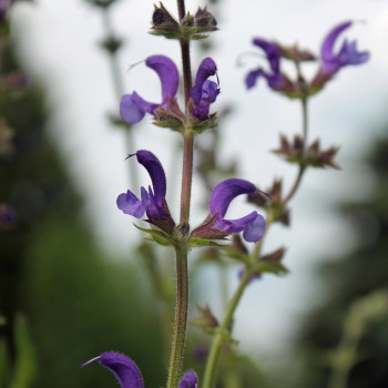 Wiesensalbei blau (Samen)