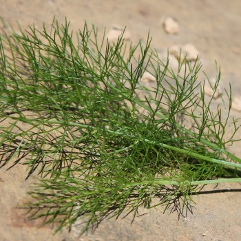 Wilder Fenchel Typ Calabrien (Samen)