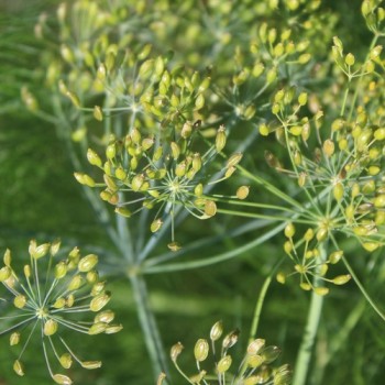 Wilder Fenchel Typ Österreich (Samen)