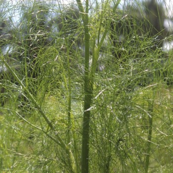 Wilder Fenchel Typ Österreich (Samen)