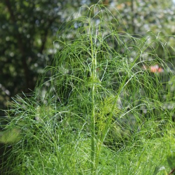 Wilder Fenchel Typ Österreich (Samen)