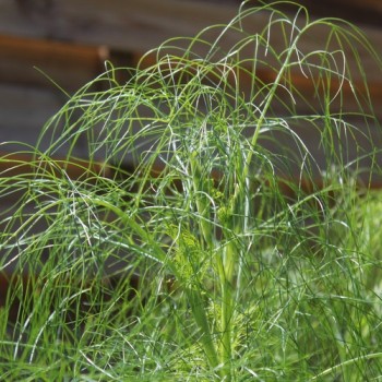 Wilder Fenchel Typ Österreich (Samen)