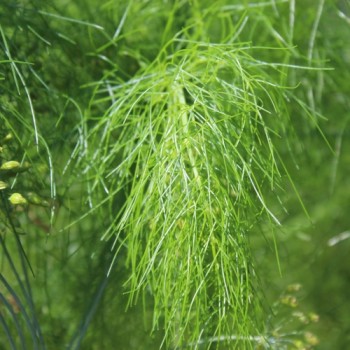 Wilder Fenchel Typ Österreich (Samen)