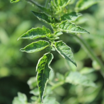 Wildtomate Hawaiian (Freilandsorte) (Samen)