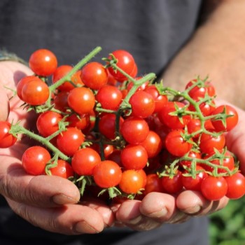 Wildtomate Hawaiian (Freilandsorte) (Samen)