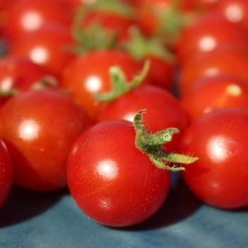Wildtomate Hawaiian (Freilandsorte) (Samen)