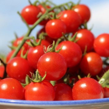 Wildtomate Hawaiian (Freilandsorte) (Samen)