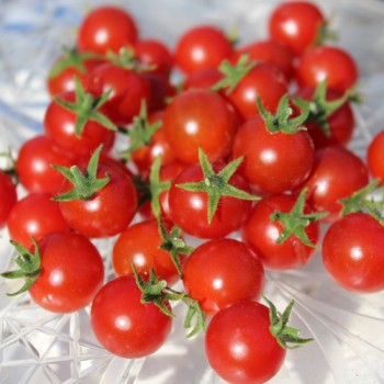 Wildtomate Hawaiian (Freilandsorte) (Samen)