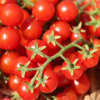Wildtomate Hawaiian (Freilandsorte) (Samen)