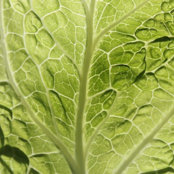 Wirsing Vertus (Samen)