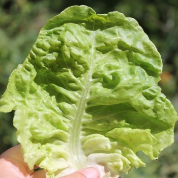 Salat Wonder of Voorburg (Samen)