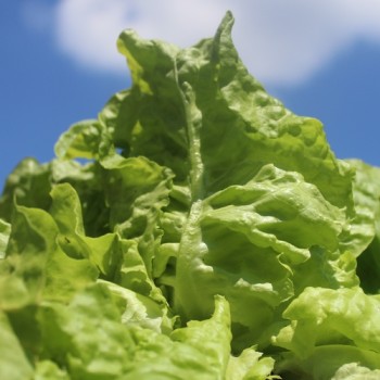 Salat Wonder of Voorburg (Samen)
