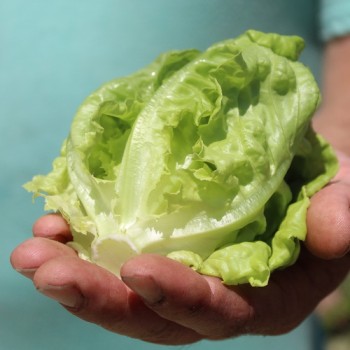 Salat Wonder of Voorburg (Samen)