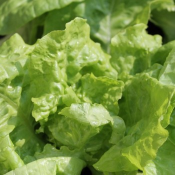 Salat Wonder of Voorburg (Samen)