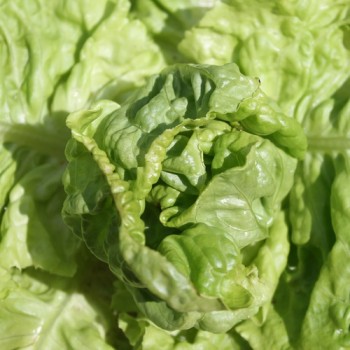 Salat Wonder of Voorburg (Samen)