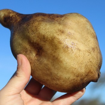 Neu! Yacon Gigante (Pflanze)