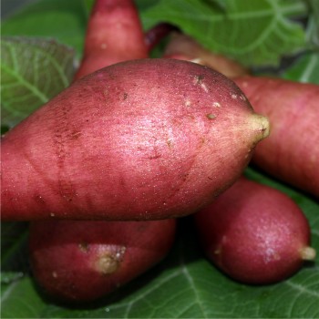 Yacon Morado (Pflanze)