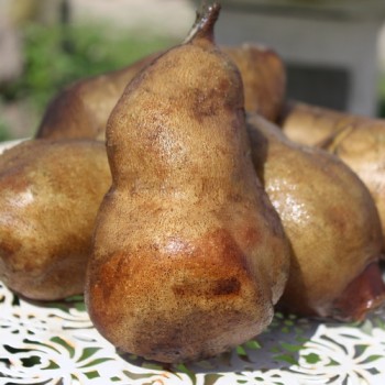Yacon Rosé (Pflanze)