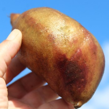 Neu! Yacon San Pedro de los Incas (Pflanze)