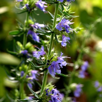 Ysop blau (Samen)