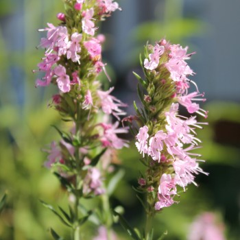 Ysop rosa (Samen)