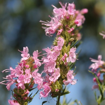 Ysop rosa (Samen)