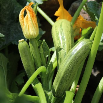 Zucchini Caserta (Samen)