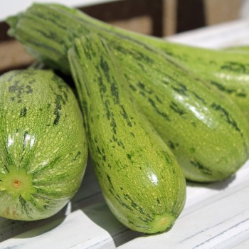 Zucchini Caserta (Samen)