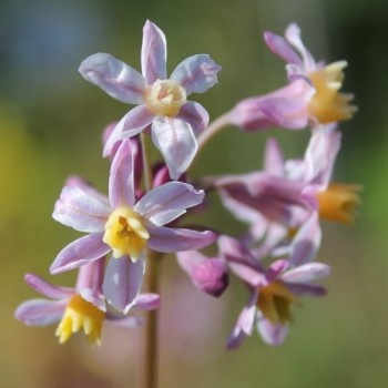 Zimmerknoblauch Cosmic (Pflanze)