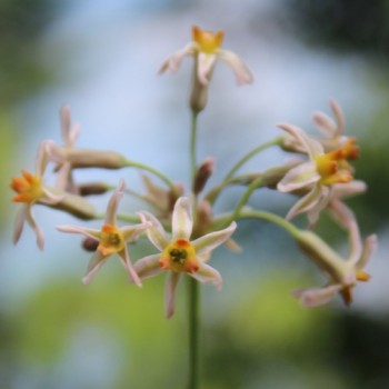 Zimmerknoblauch Hazel (Pflanze)